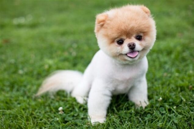 Декоративные собачки покорили Интернет. Фото