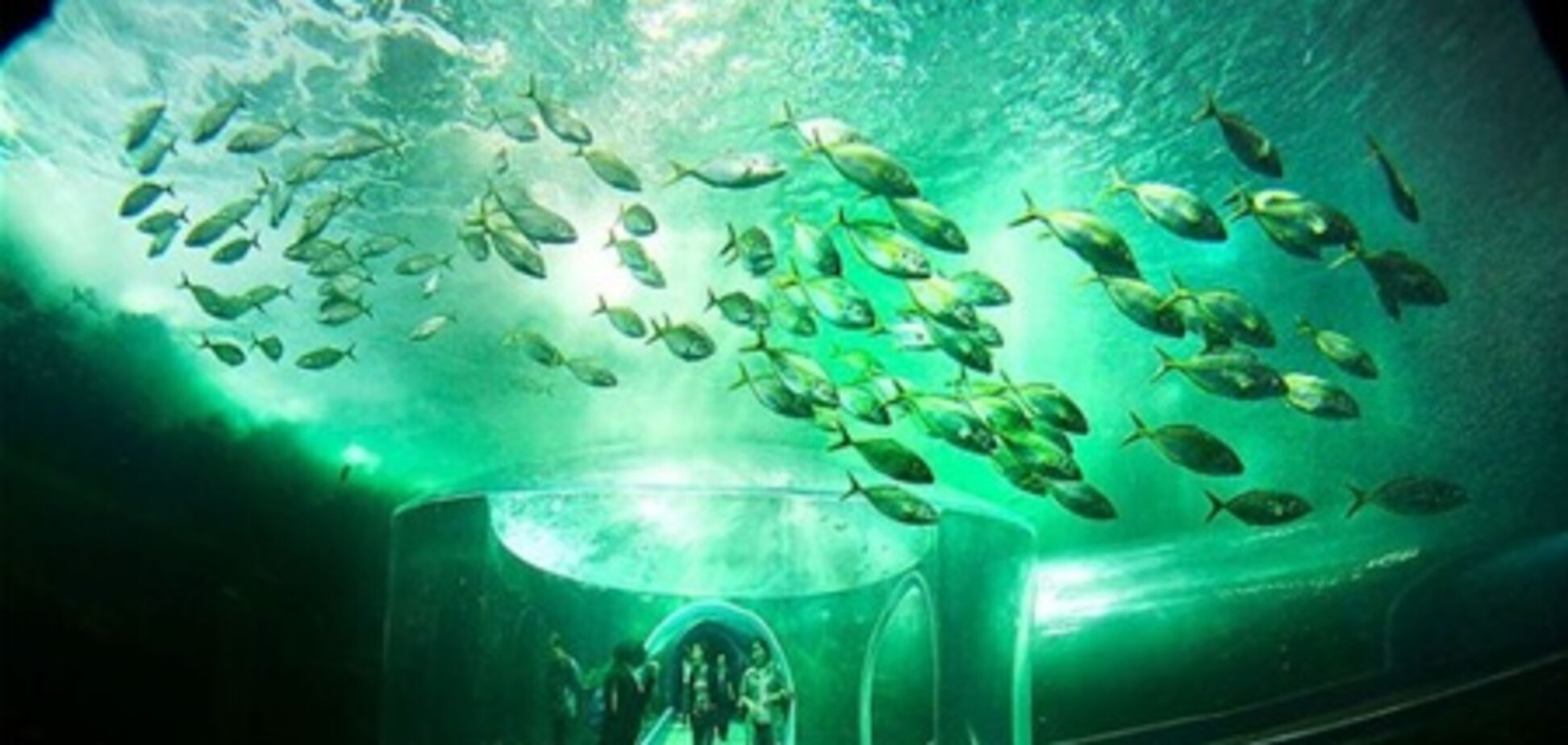 В Корее открылся новый аквариум