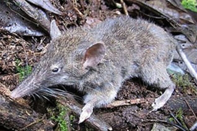 В Индонезии нашли грызуна без зубов
