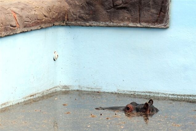 В ЮАР маленький бегемот застрял в бассейне гостиницы и погиб. Видео