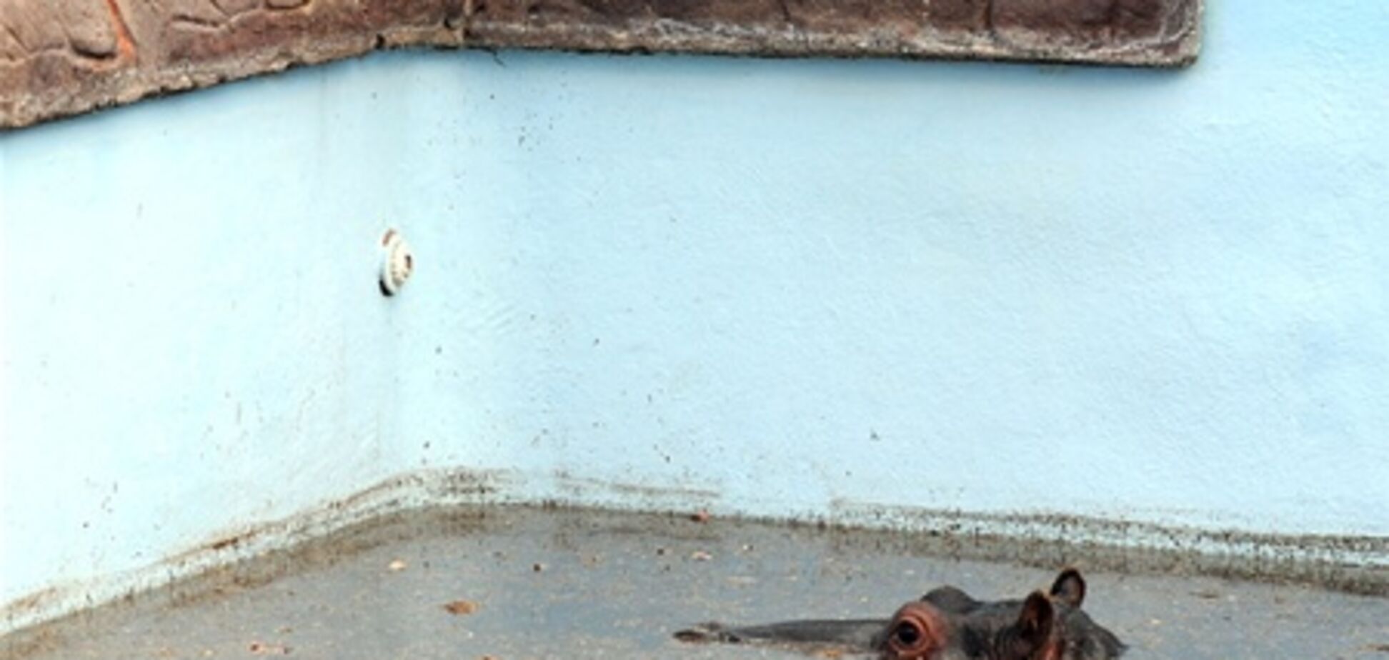 В ЮАР маленький бегемот застрял в бассейне гостиницы и погиб. Видео