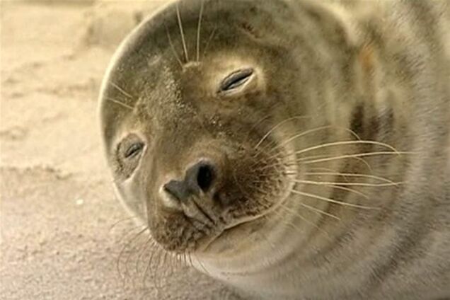 Под Калининградом тюлень поселился на пляже