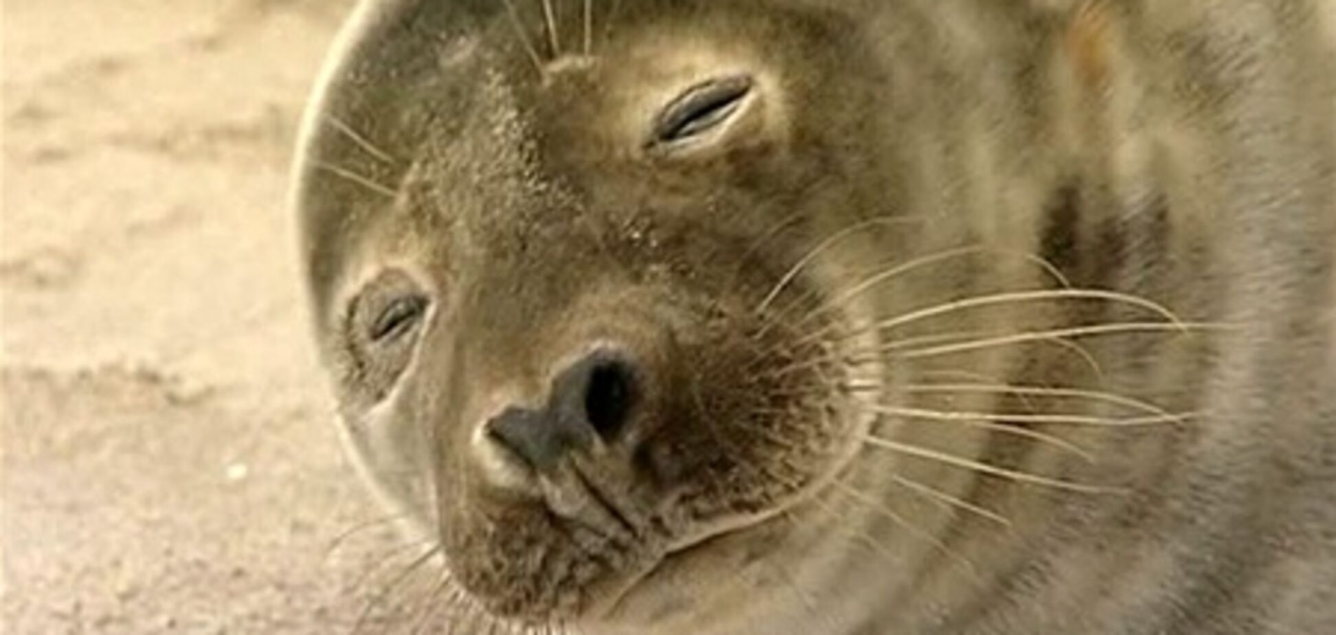Под Калининградом тюлень поселился на пляже