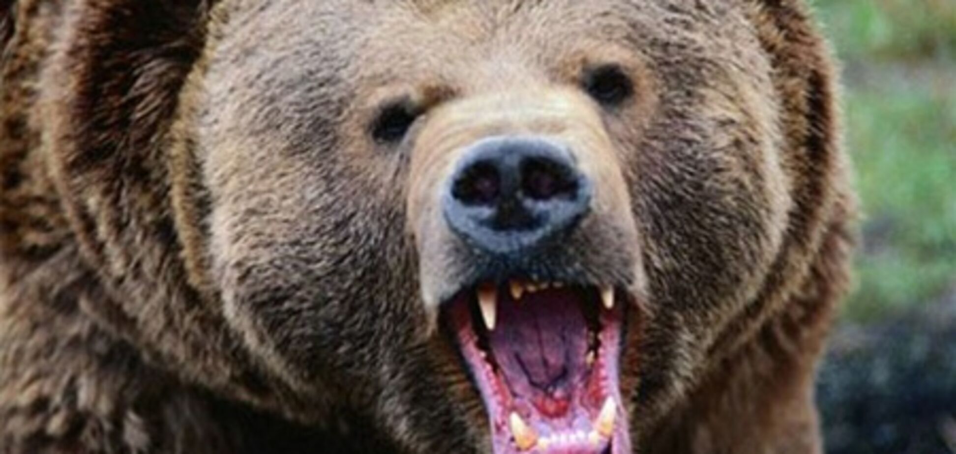 В Подмосковье медведь напал на 14-летнюю девочку