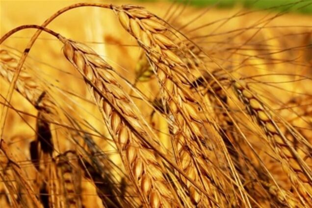 Украина готова экспортировать 20 млн. тонн зерна