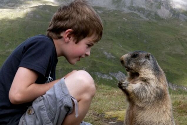 Школьник завел дружбу с  8 альпийскими сурками. Фото