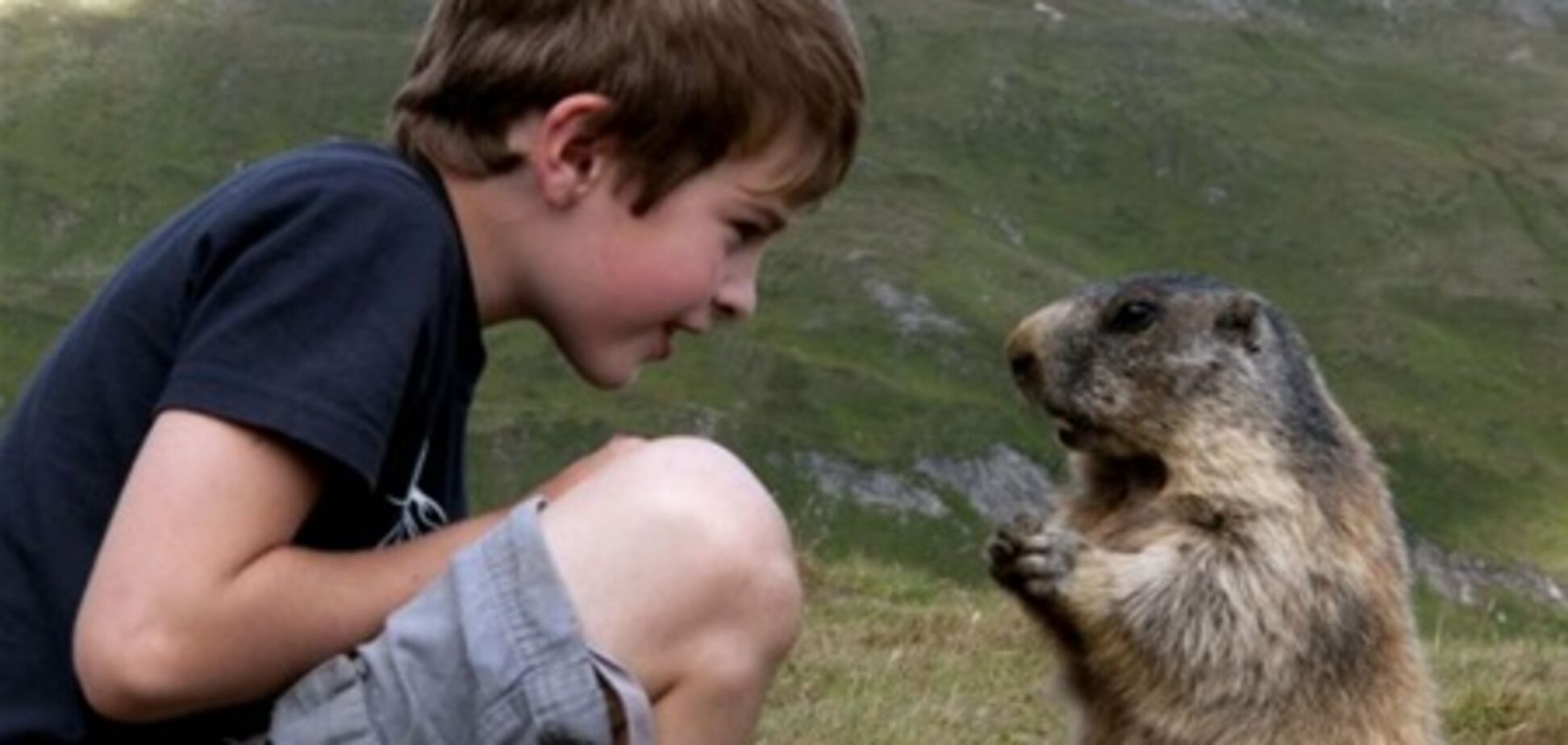 Школьник завел дружбу с 8 альпийскими сурками. Фото
