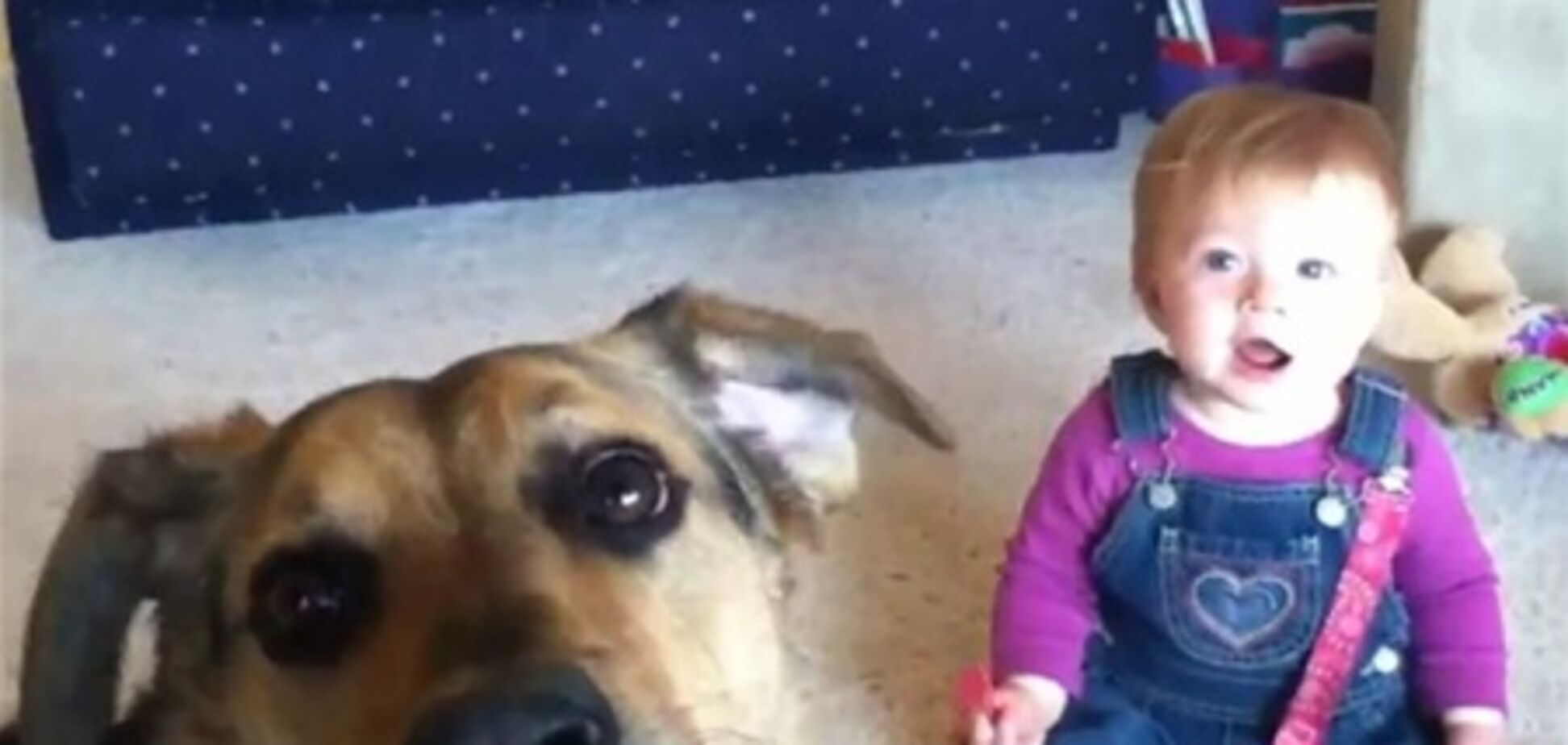 Топ-5 гарантирующих улыбку видео о детях и собаках 