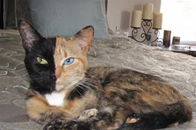 'Двуликая' кошка Венера стала звездой интернета. Видео