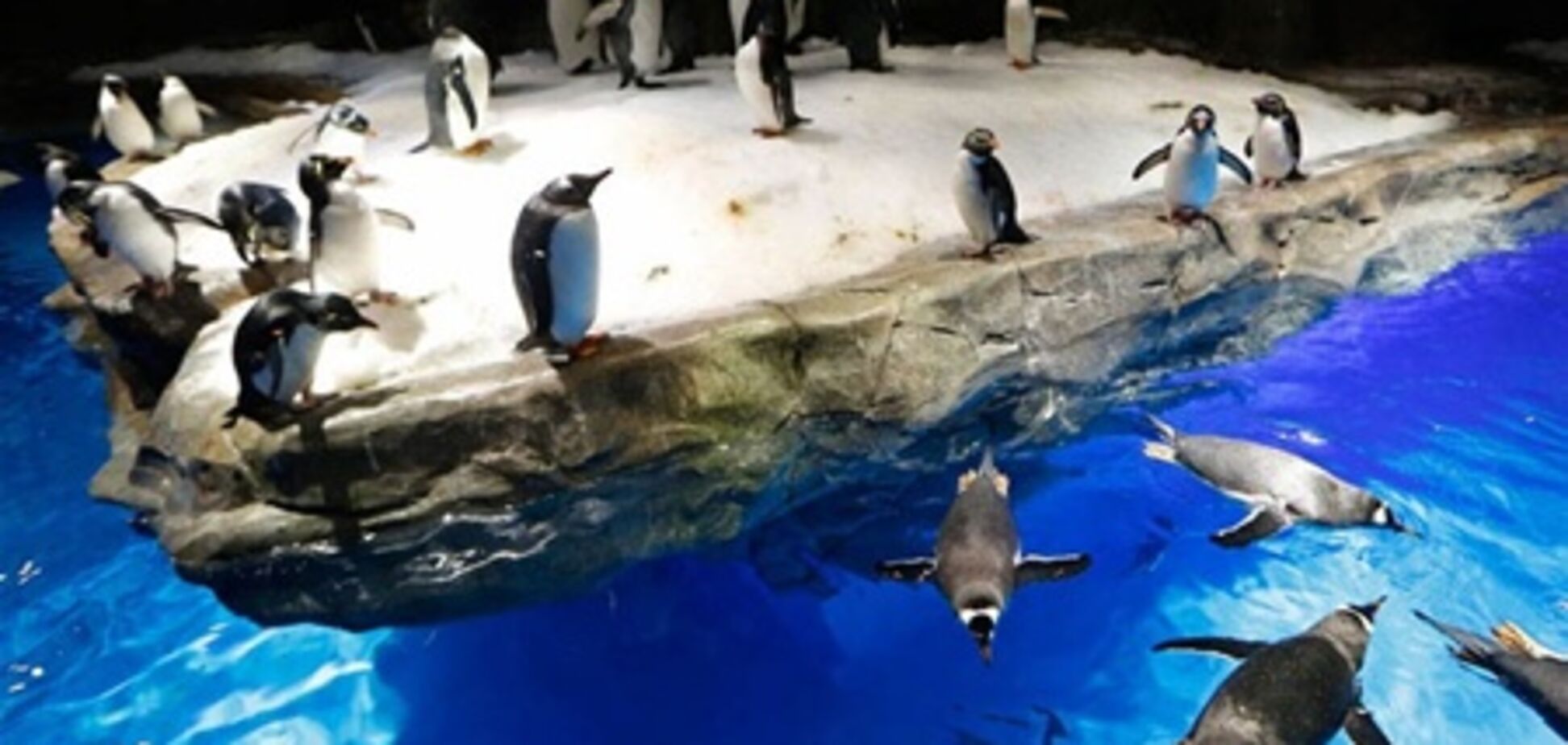 В Гонконге открылся новый парк с полярными животными