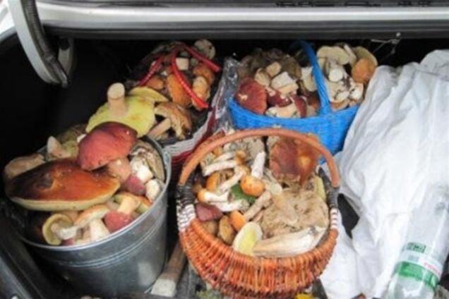 Киевляне пытались вывезти из Чернобыля грибы