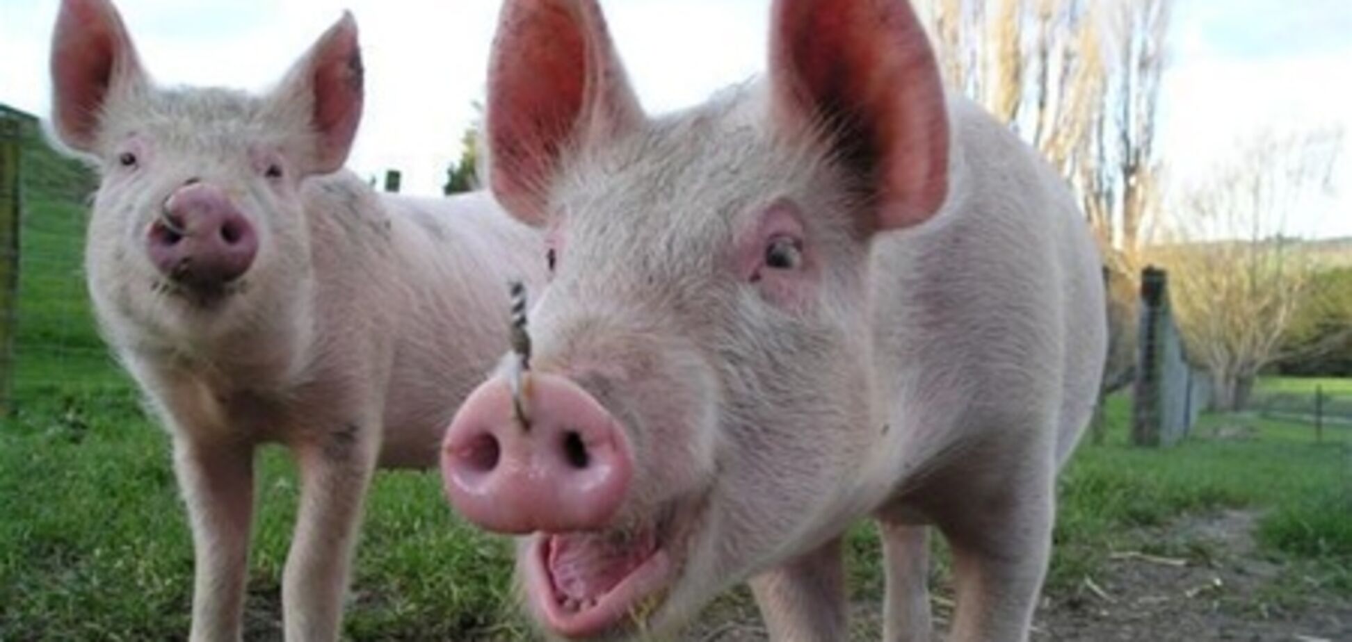Соседи Украины ограничивают импорт украинской свинины