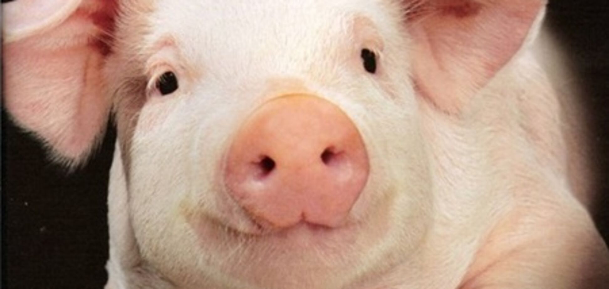 Зараженное африканской чумой  поголовье свиней уничтожено