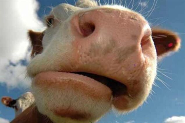 Олимпийские чемпионы из ЮАР получат по корове