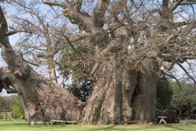 В ЮАР зазывают туристов в бар внутри баобаба