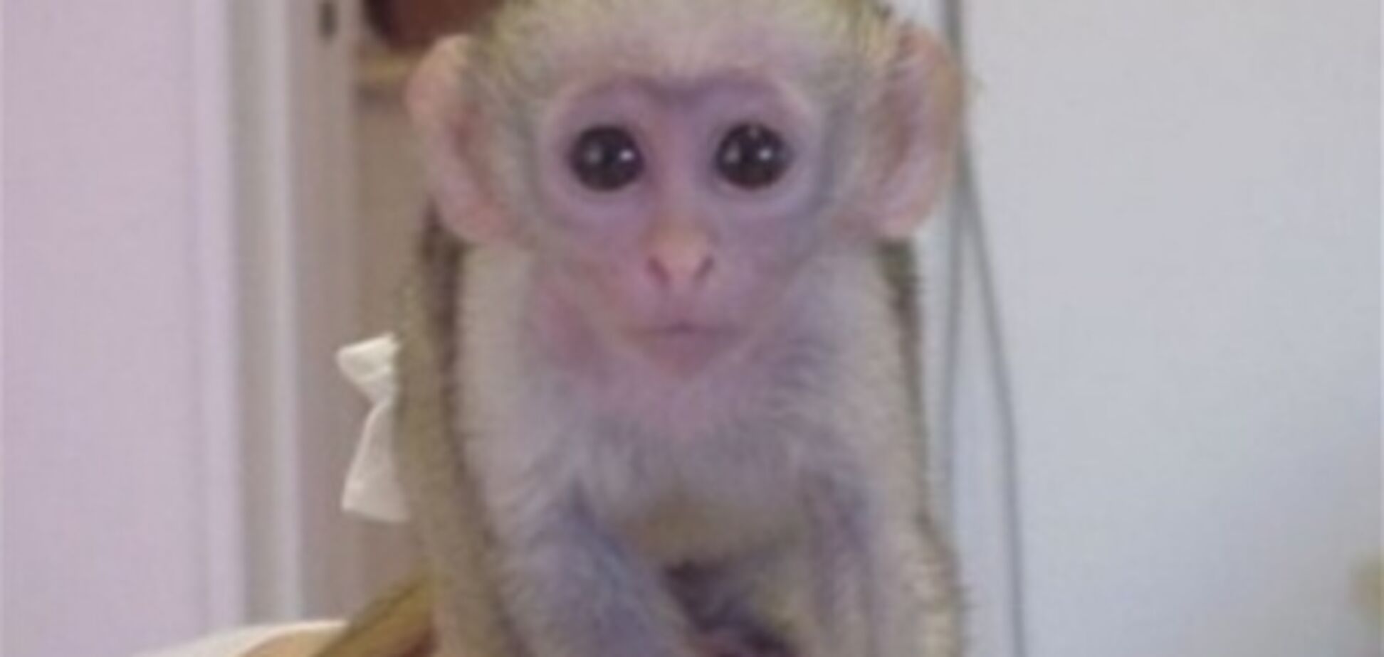 В аэропорту Дели задержали туриста с обезьяной в трусах