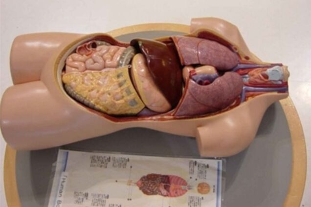 Половина британцев не знают, где у них сердце — опрос