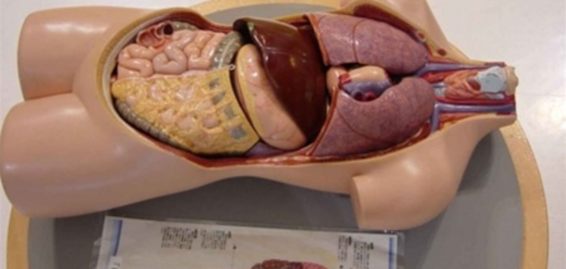 Половина британцев не знают, где у них сердце — опрос