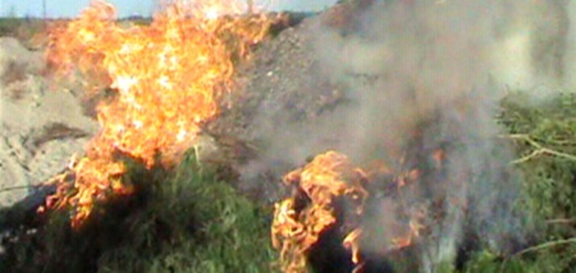 Под Киевом сожгли коноплю на 2,5 млн.грн.