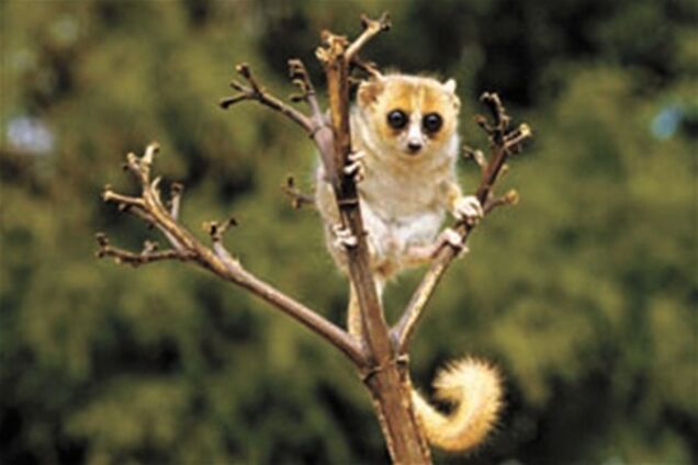 Араб хотел вывезти в трусах обезьянку из Индии