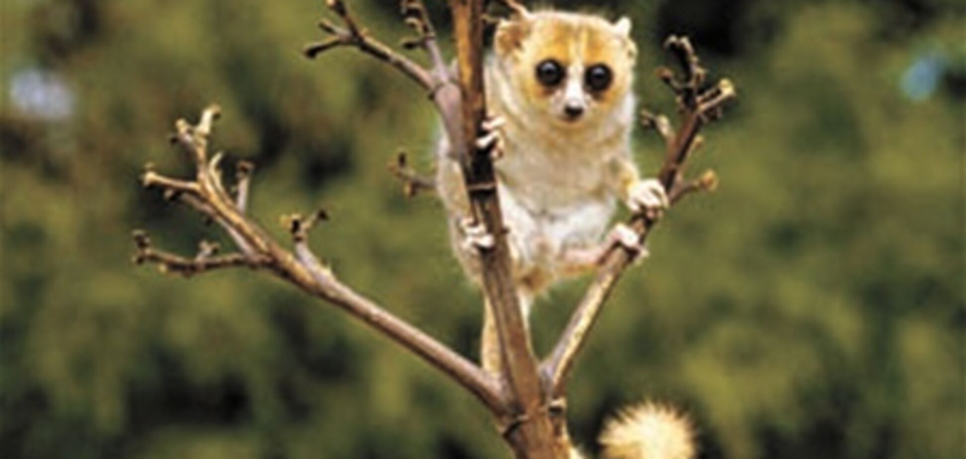 Араб хотел вывезти в трусах обезьянку из Индии