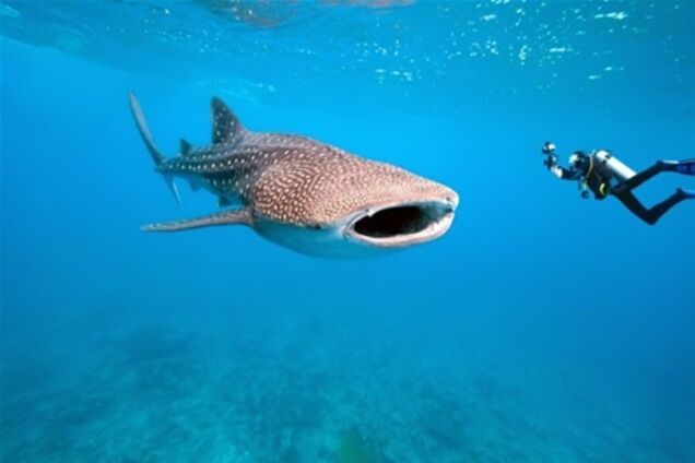 Вслед за акулами в Канкун 'плывут' туристы