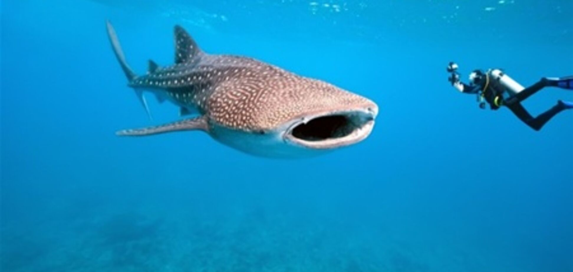 Вслед за акулами в Канкун 'плывут' туристы