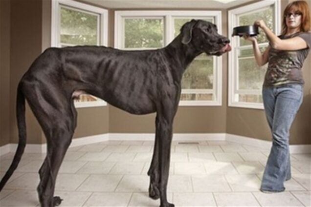 Метровый дог - самый крупный пес мира. Фото
