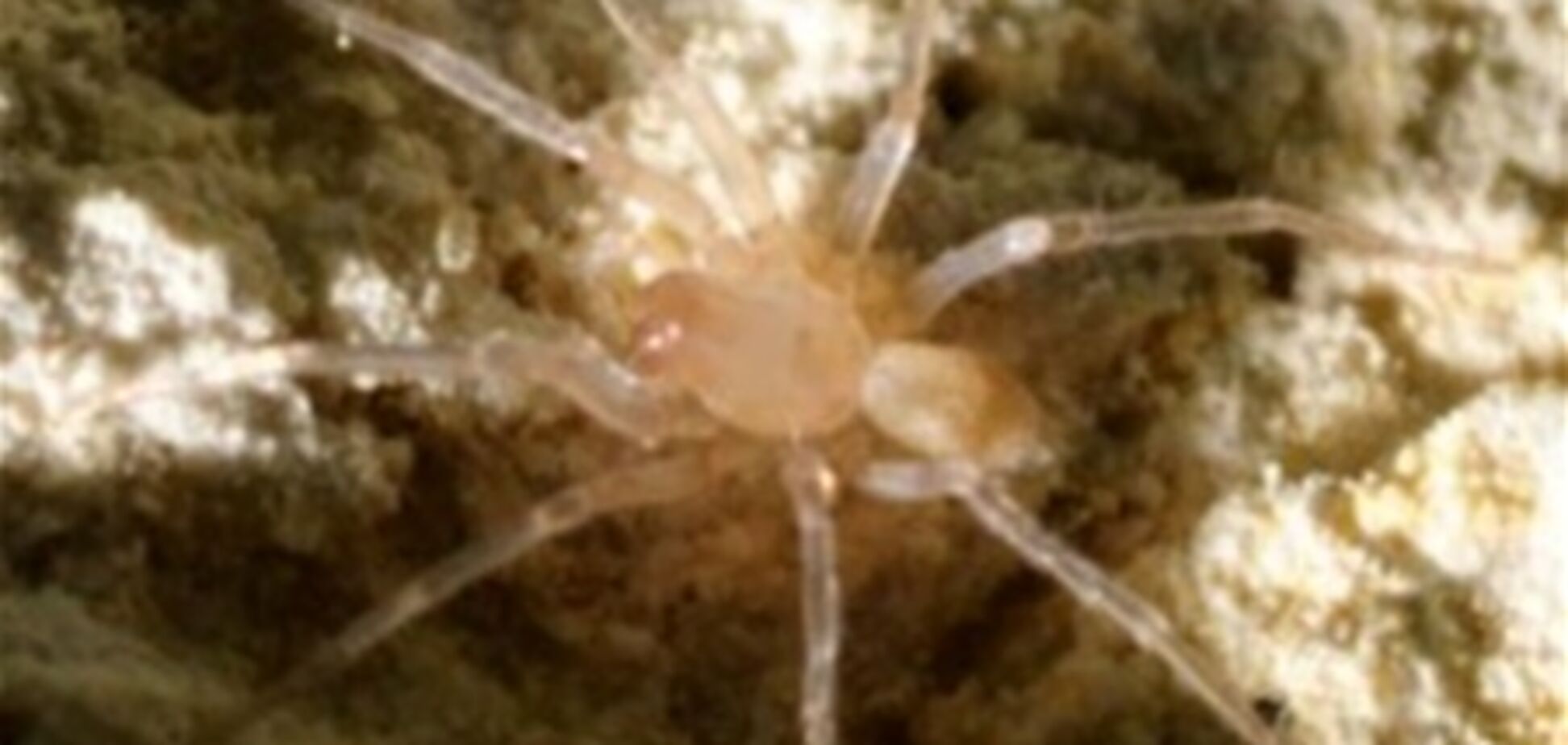 В США паук парализовал строительство за 15 миллионов долларов