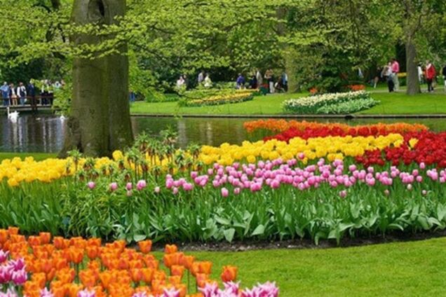 Лучшие луковицы тюльпанов можно будет купить в голландском парке