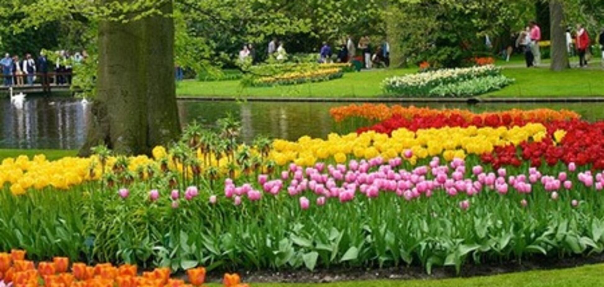 Лучшие луковицы тюльпанов можно будет купить в голландском парке