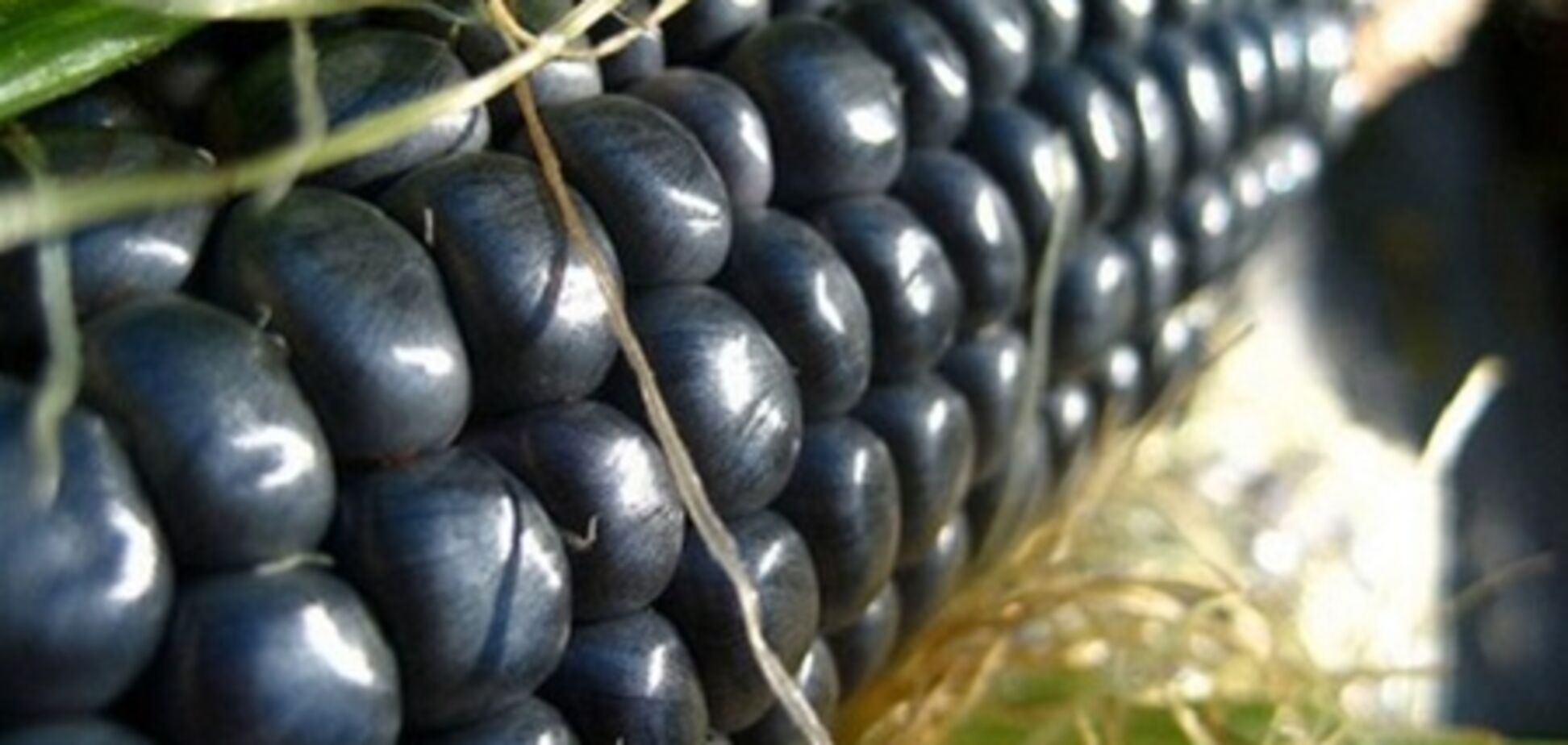 Фиолетовая кукуруза помогает вылечить диабет - ученые
