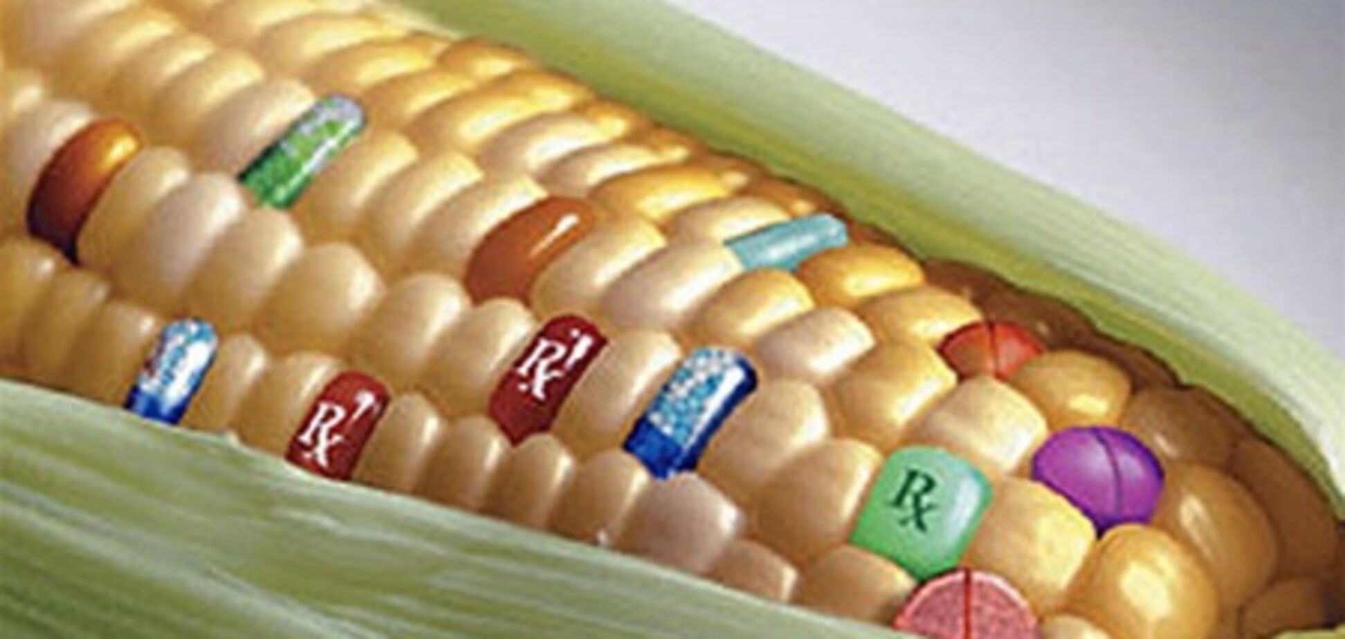 ГМО-кукуруза провоцирует раковые опухоли размером с теннисный мяч
