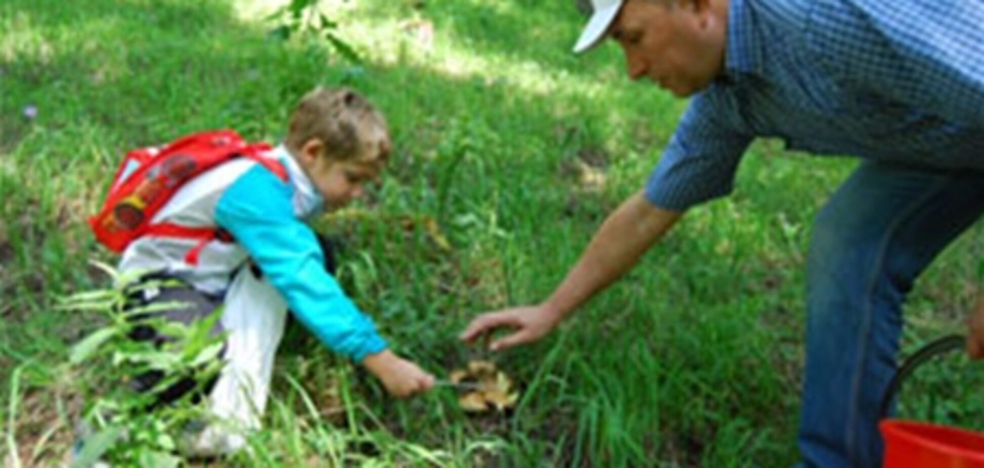 В Украине ввели налог за сбор грибов и ягод