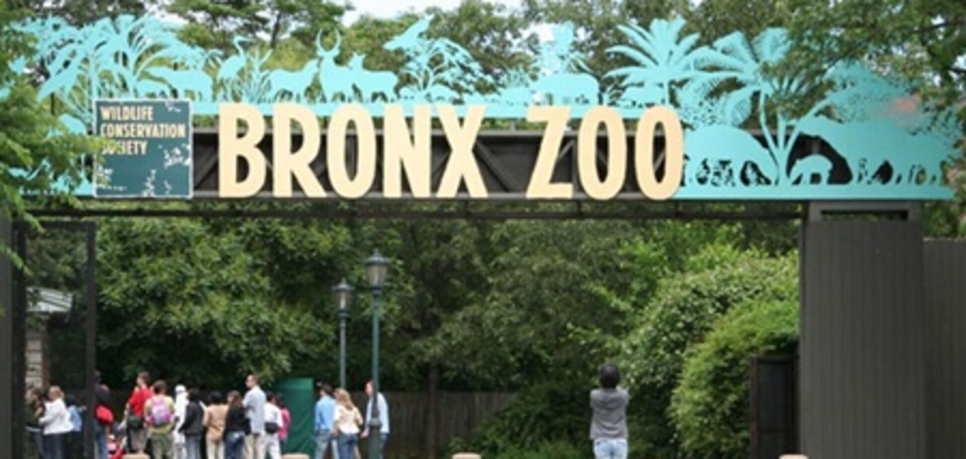 В зоопарке Нью-Йорка посетитель упал в вольер к тигру