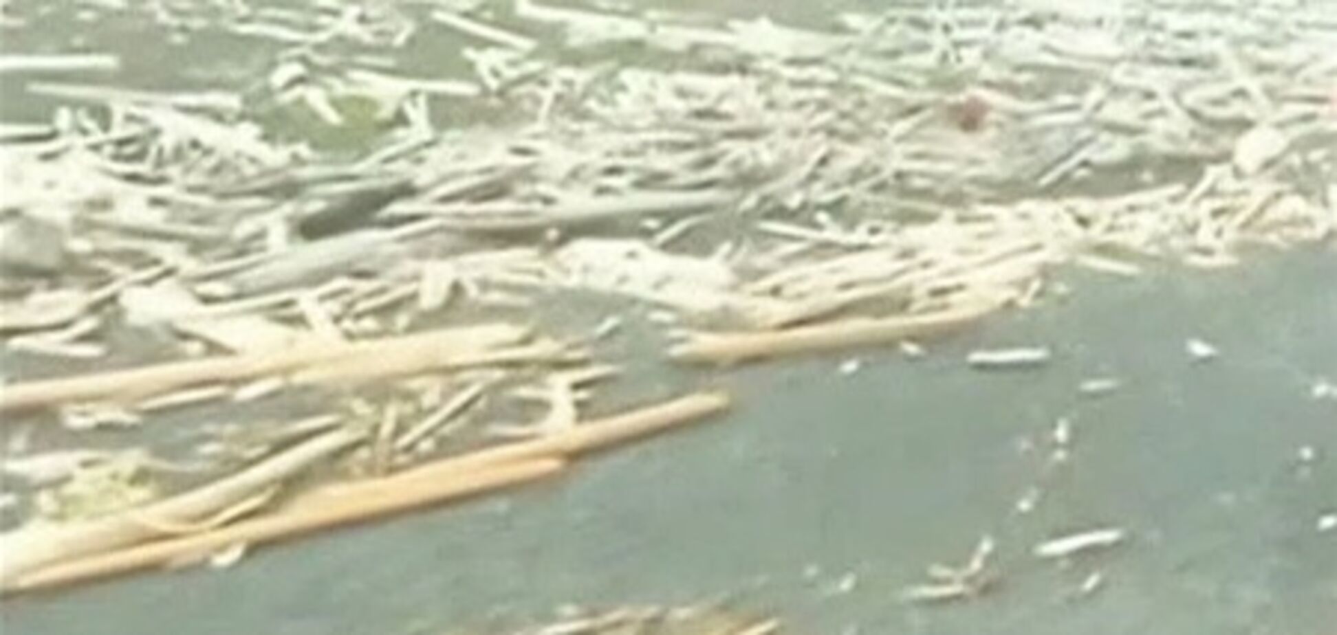 Отголоски японского цунами достигли США. Фото. Видео