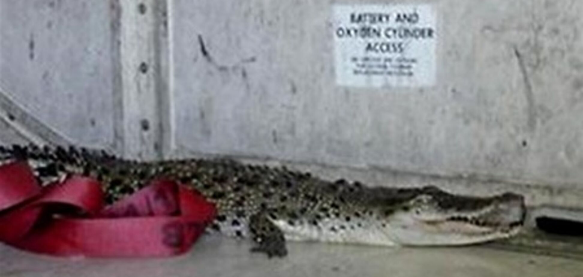 В Австралії на борту літака виявили крокодила