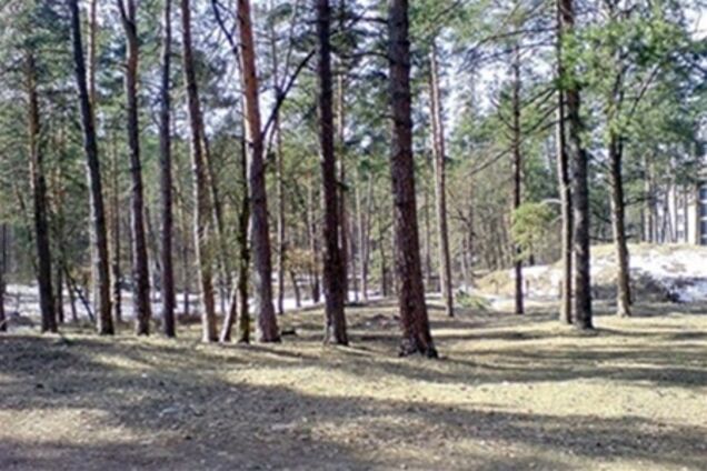 Прокуратура Киева остановила незаконную вырубку леса