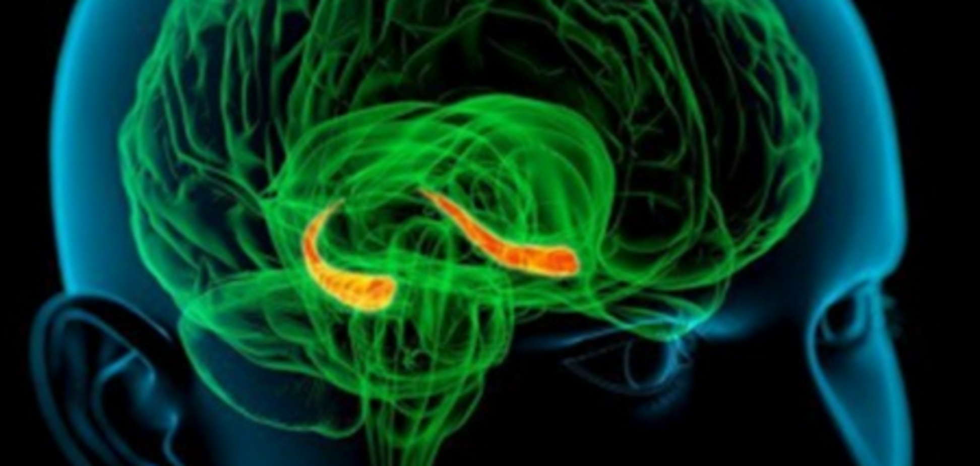 Американские ученые создали карту мозга
