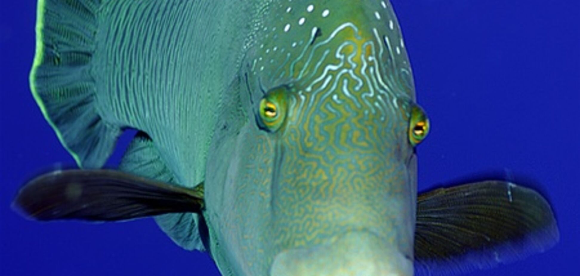 Частое употребление рыбы защищает от старческого слабоумия