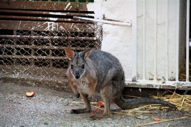 У центрі Одеси спіймали кенгуру