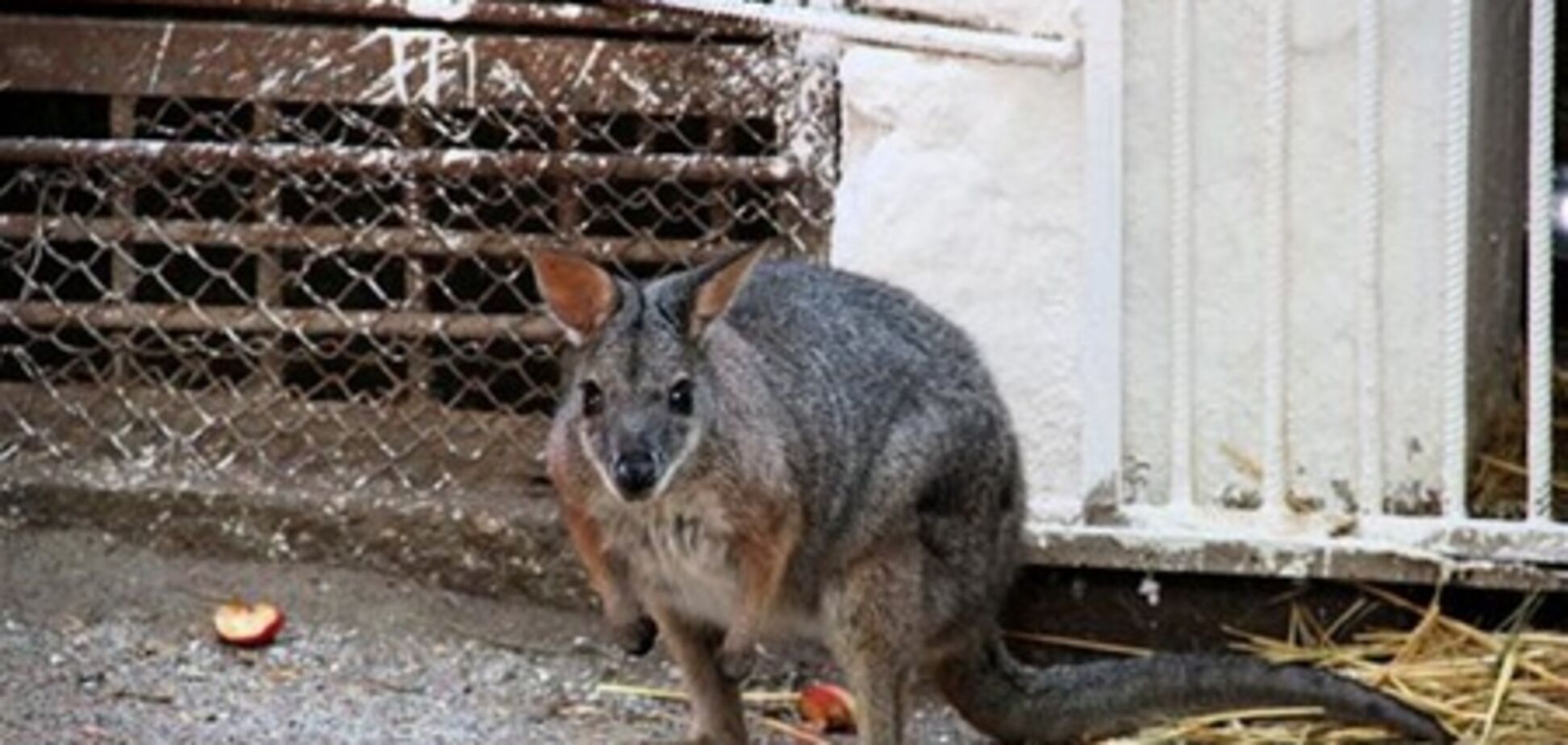 У центрі Одеси спіймали кенгуру