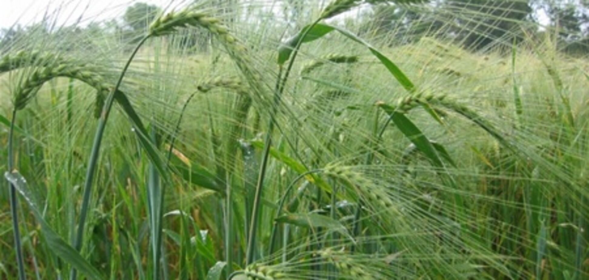 Експерти: аграрний сектор пожвавить економічну ситуацію в країні