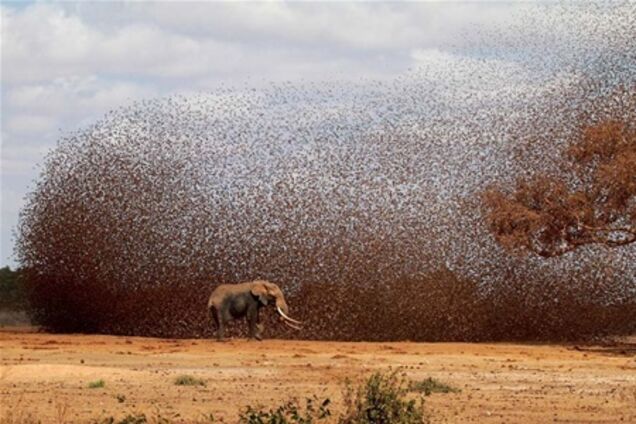 Фотоконкурс від National Geographic