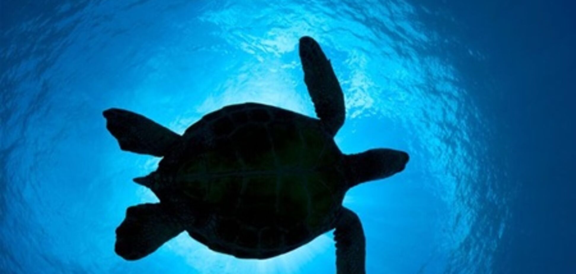 У США рятують черепаху, яка постраждала від урагану 'Ісаак'