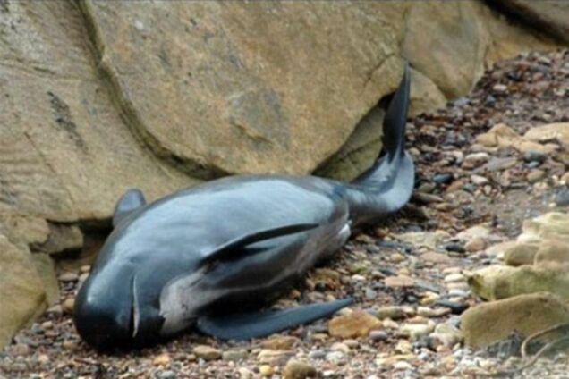 На мілководді в Шотландії викинуло 26 'чорних дельфінів'. Фото. Відео