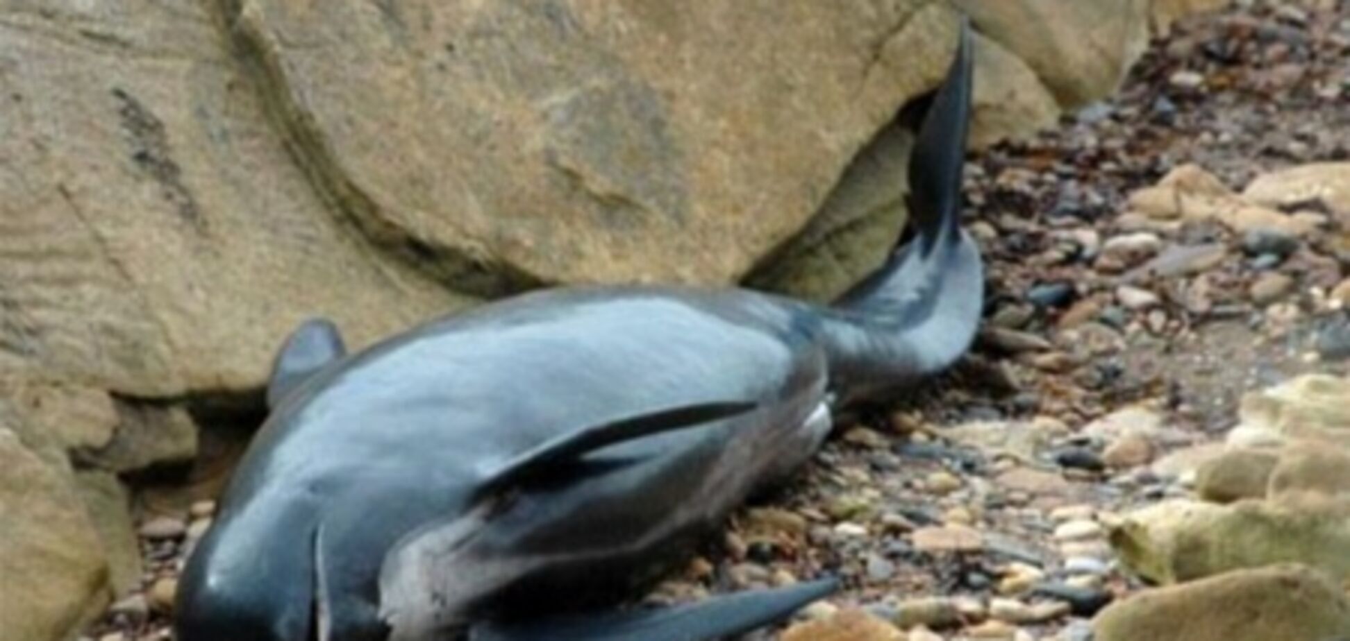 На мелководье в Шотландии выбросило 26 'черных дельфинов'. Фото. Видео