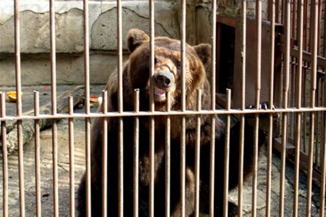 Ведмідь відгриз ногу служителю зоопарку у Вінниці