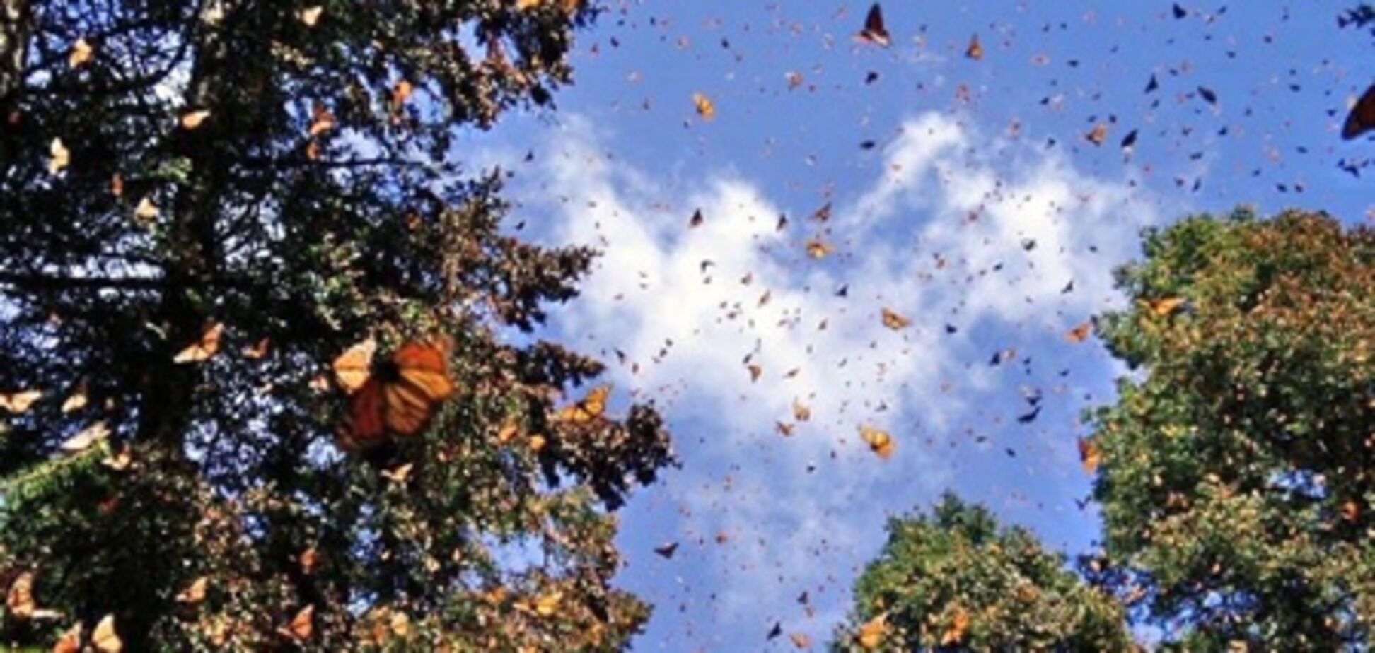 Заповедники США приглашают понаблюдать за миграцией бабочек