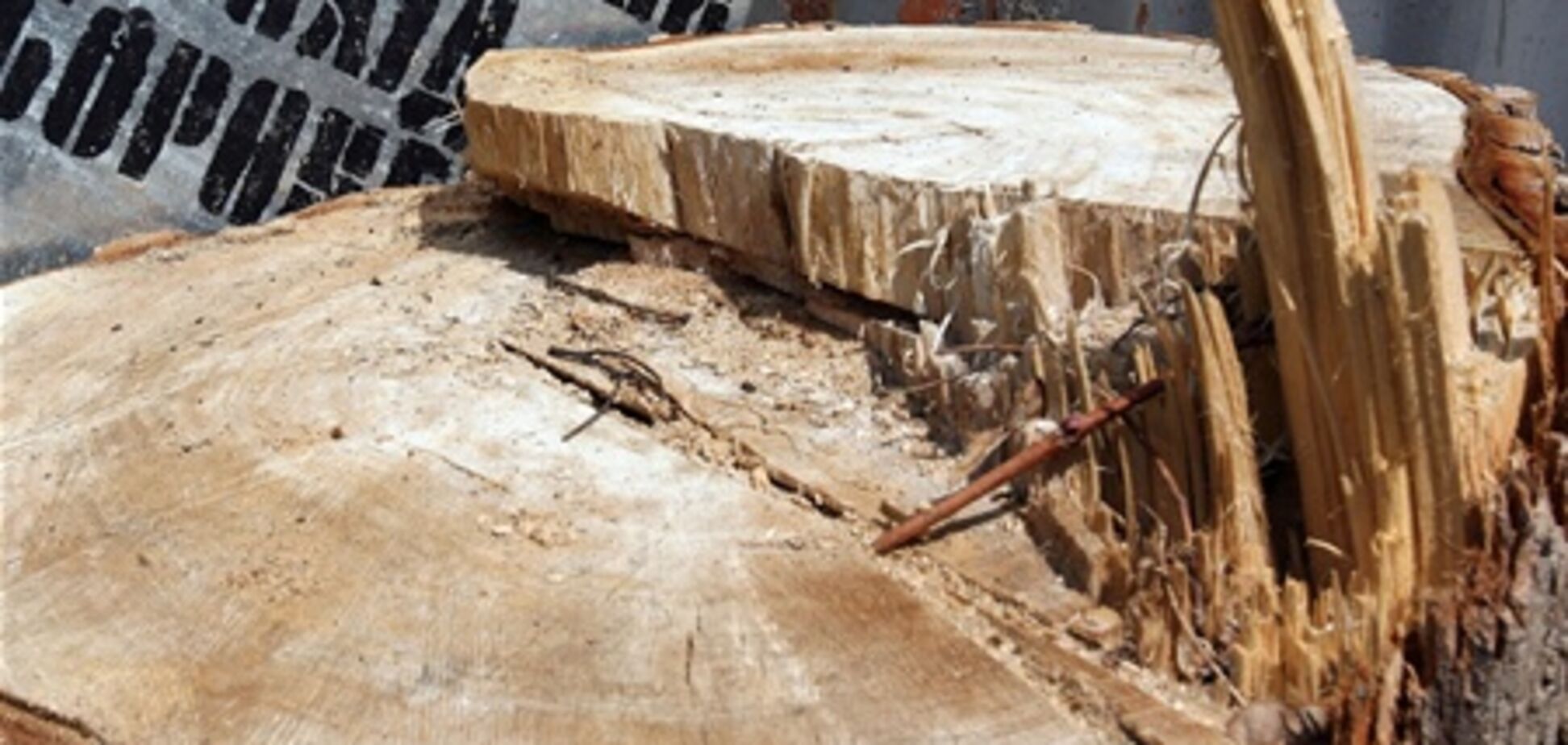 На Печерске самовольно вырубили деревья: прокуратура возбудила дело